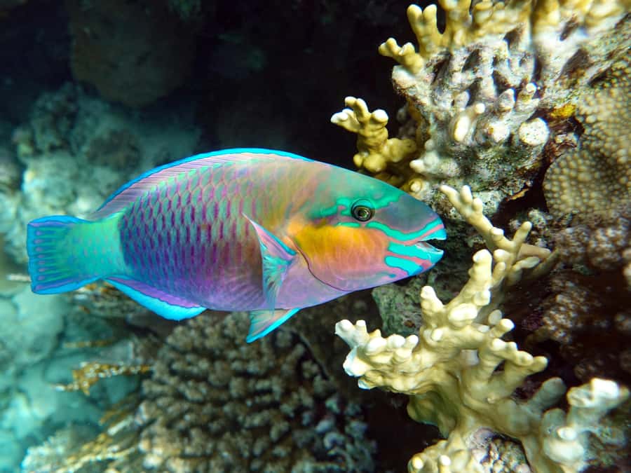 Muscat: Daymaniat Islands Snorkeling Tour with Refreshments - Beach time from November through April
