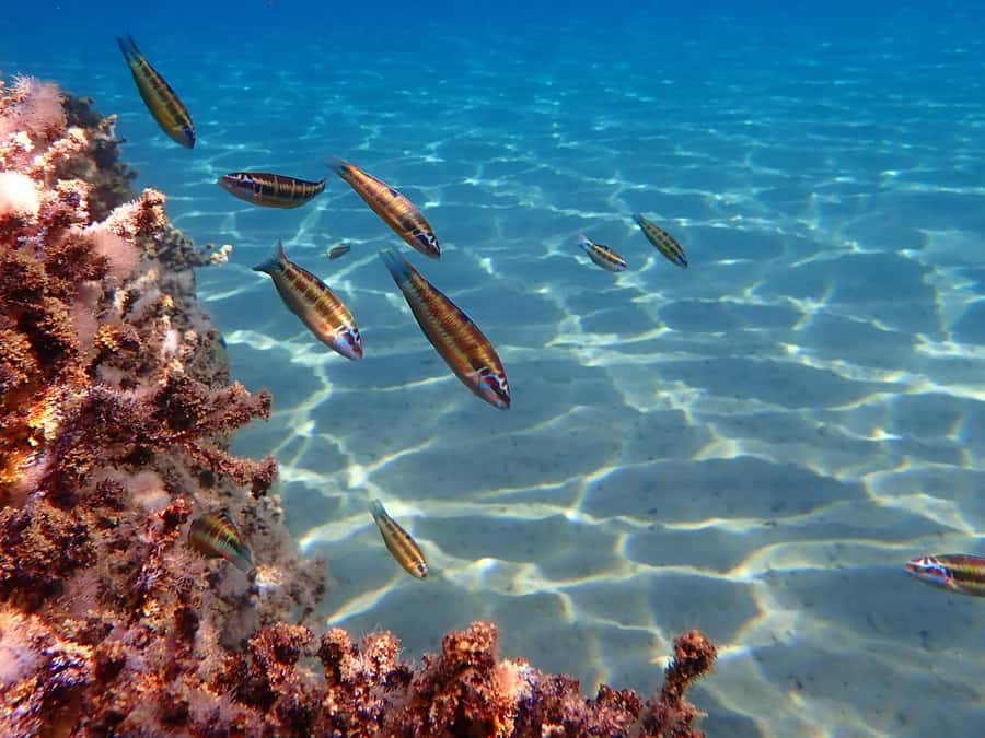 Muscat: Daymaniat Islands Snorkeling Tour with Refreshments - Food, drinks, and equipment on board