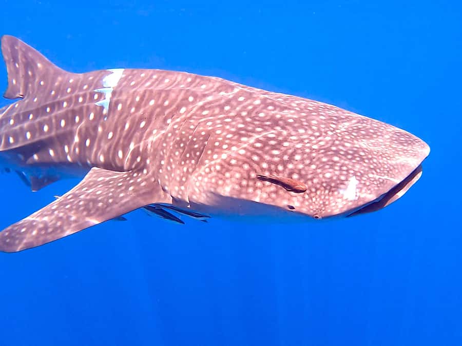 Muscat: Daymaniat Islands Snorkeling Tour with Refreshments - The crew makes a real difference