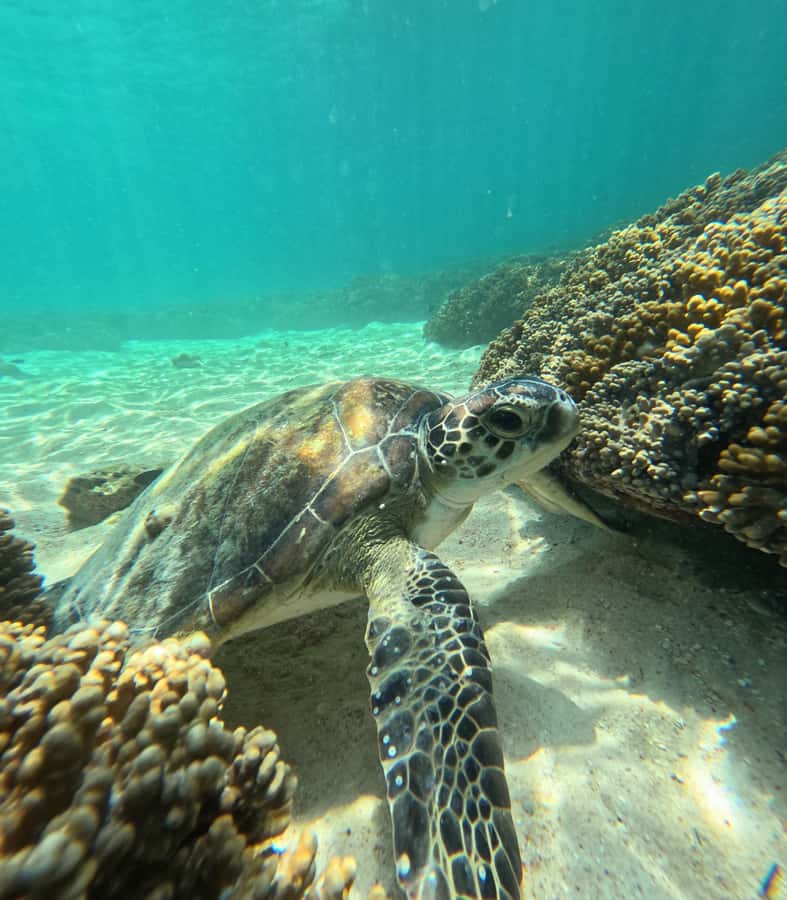 Muscat: Daymaniat Islands Snorkeling Tour with Refreshments - Weather, timing, and comfort