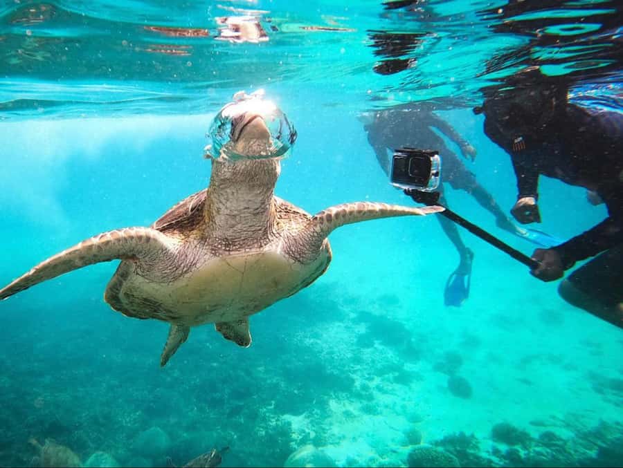 Muscat: Daymaniat Islands Snorkeling Trip with Brunch - Key points to know before you book