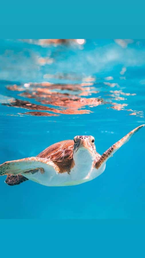 Muscat: Daymaniat Islands Snorkeling Trip with Brunch - First water stop: finding turtles in clear water