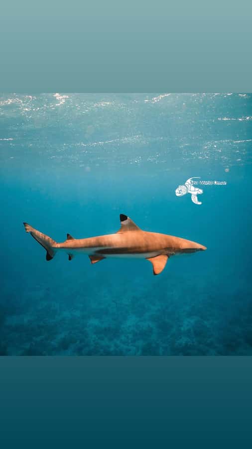 Muscat: Daymaniat Islands Snorkeling Trip with Brunch - Is $86 good value for four and a half hours?