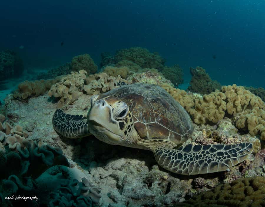 MUSCAT: Daymaniyat Island Snorkeling & Try-Dive + BBQ Lunch - Setting out from Al Mouj Marina at 8:00 am