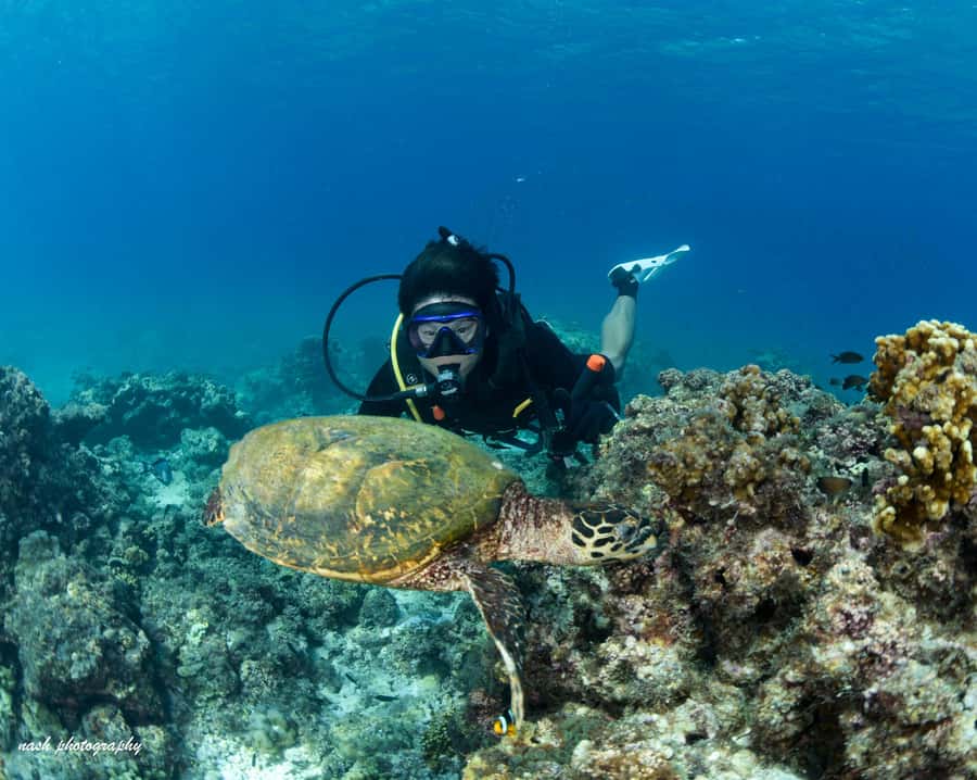 MUSCAT: Daymaniyat Island Snorkeling & Try-Dive + BBQ Lunch - The first underwater session, built for beginners