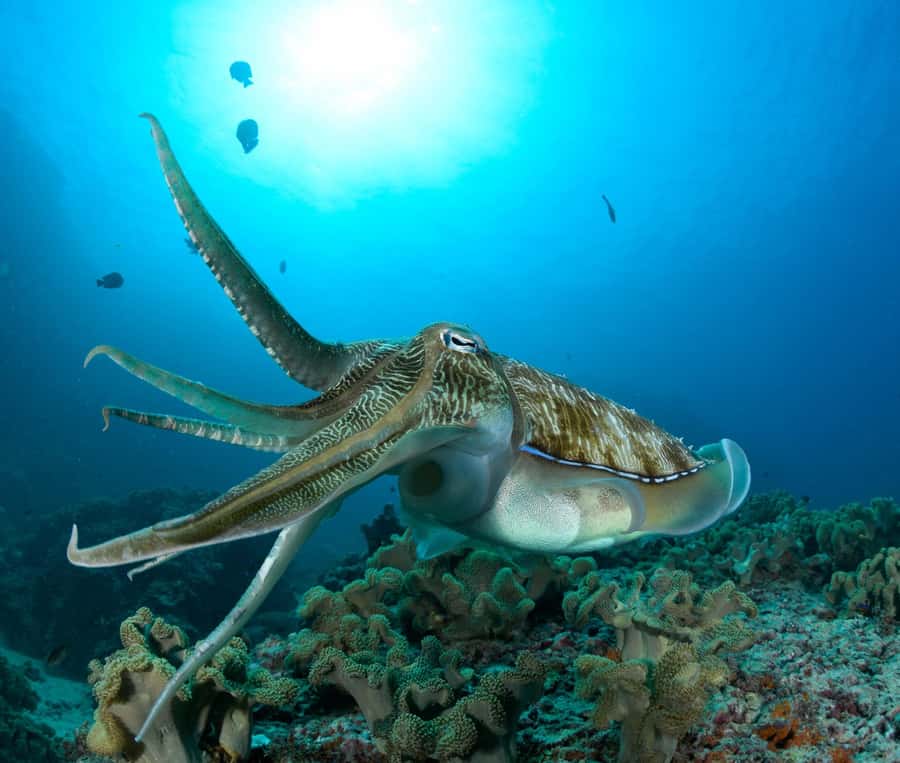 MUSCAT: Daymaniyat Island Snorkeling & Try-Dive + BBQ Lunch - A catamaran ride to the Daymaniyat Islands