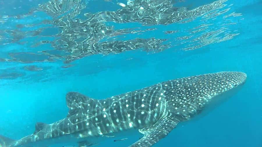 Muscat: Daymaniyat Island Snorkeling with Turtles Tour - Who will enjoy this tour most