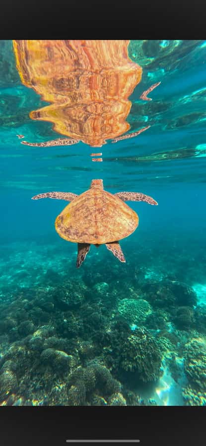 Muscat: Daymaniyat Islands Snorkeling Tour - Choosing between the 8:30 AM and 1:30 PM trips