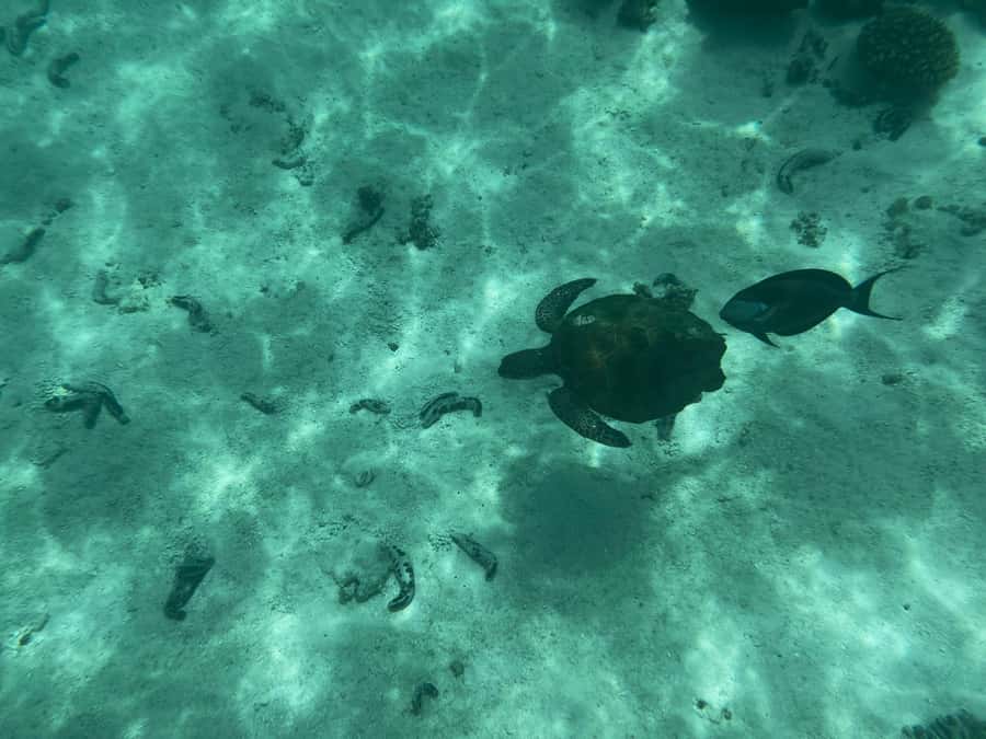 Muscat: Daymaniyat Islands Snorkeling Tour - Who will get the most from this tour?