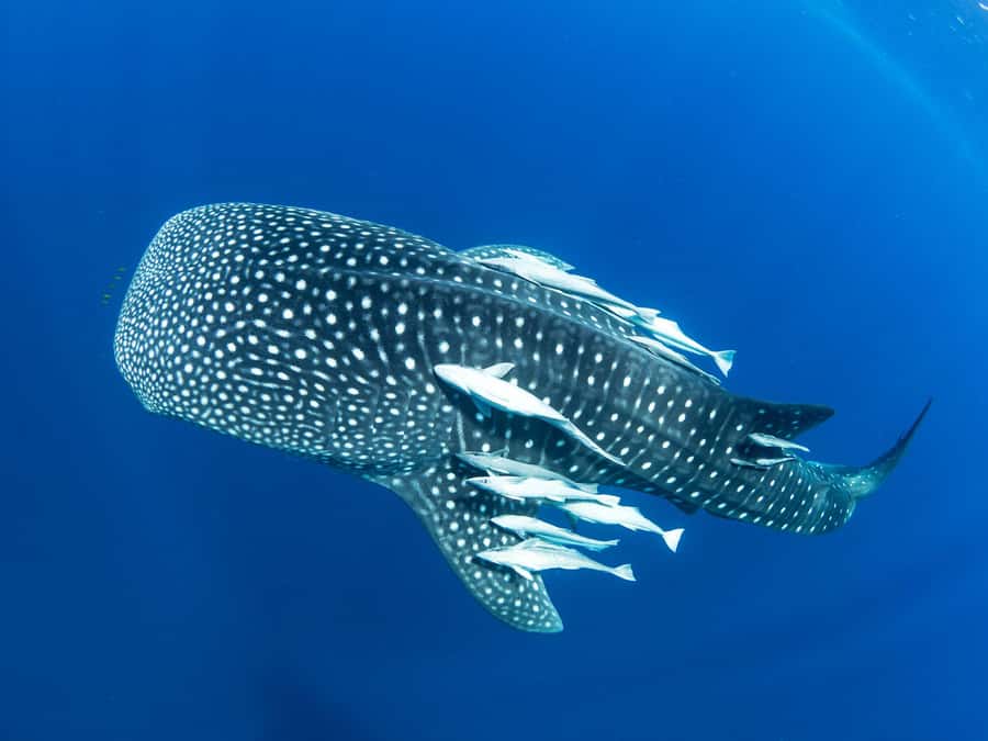 Muscat: Daymaniyat Islands Snorkeling Tour - What the four-hour outing looks like
