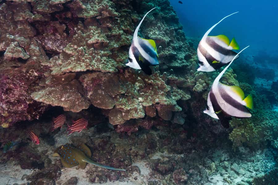 Muscat: Daymaniyat Islands Snorkeling Trip with BBQ Lunch - Why Daymaniyat Islands is Muscat’s best water outing