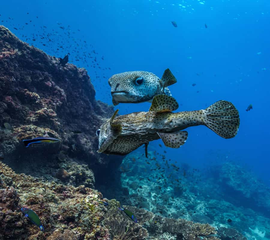 Muscat: Daymaniyat Islands Snorkeling Trip with BBQ Lunch - Beaches, nesting seasons, and what you actually visit