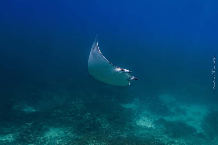 Muscat: Daymaniyat Islands Snorkeling Trip with BBQ Lunch - Is $70 good value?