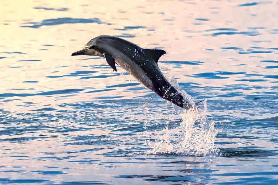 Muscat: Dolphin Watch & Snorkel Excursion - Why this Muscat boat trip works so well
