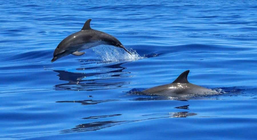 Muscat: Dolphin Watch & Snorkel Excursion - Meeting at Marina Bandar Al Rowdha at 9:30 am
