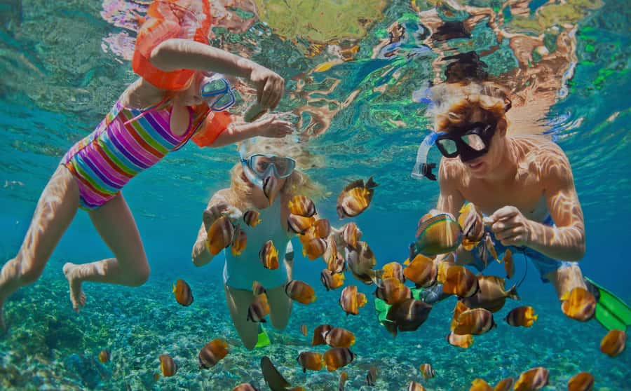 Muscat: Dolphin Watching and Snorkeling Tour - What the road transfer adds to your morning