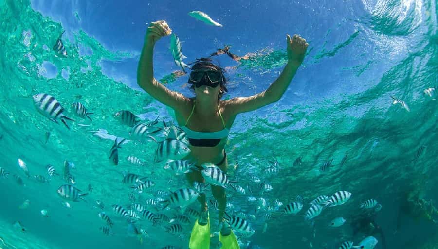 Muscat: Dolphin Watching and Snorkeling Tour - How families and first-time snorkelers will find it