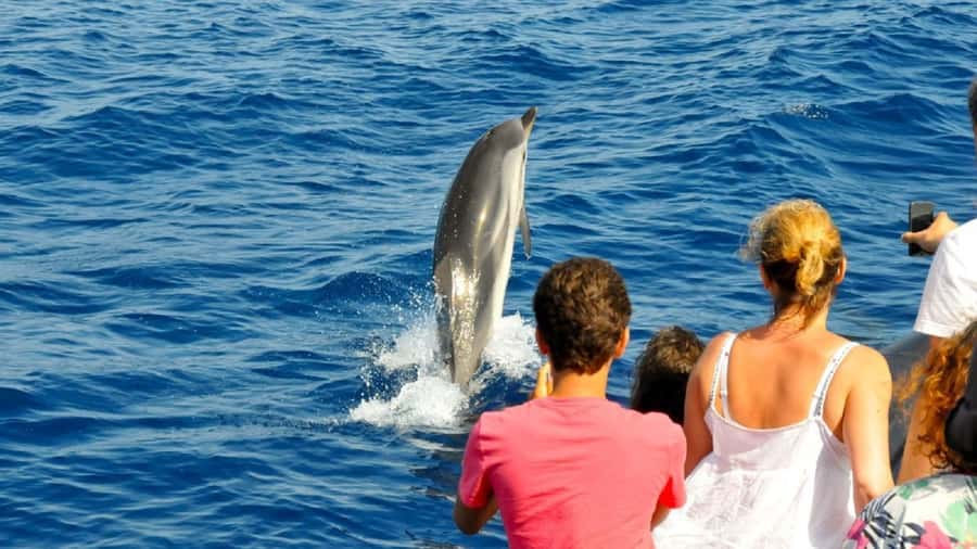 Muscat: Dolphin Watching and Snorkeling Tour - Should you book this Muscat boat tour?