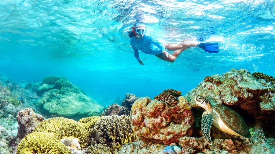 Muscat: Dolphin Watching and Snorkeling Tour - The two-hour sea program