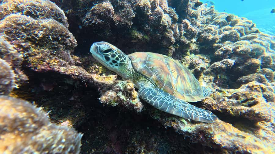 Muscat Oman: Snorkeling adventure to Daymaniyat Island - Leaving Al Mouj Marina at 8:30 AM