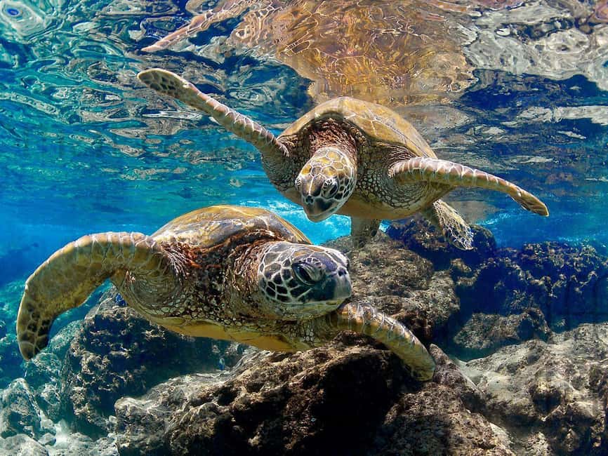 Muscat Oman: Snorkeling adventure to Daymaniyat Island - Kayaks, paddle boards, and time on the island