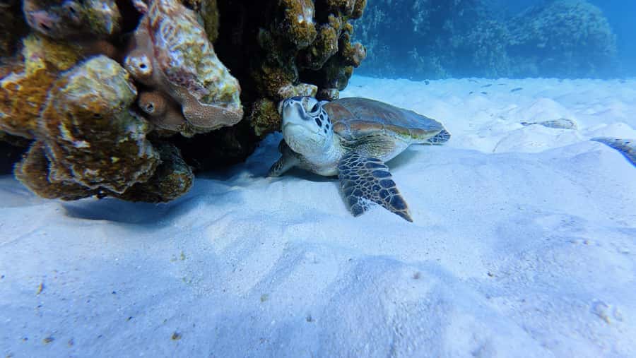 Muscat Oman: Snorkeling adventure to Daymaniyat Island - Two snorkeling stops in the Daymaniyat Islands Nature Reserve