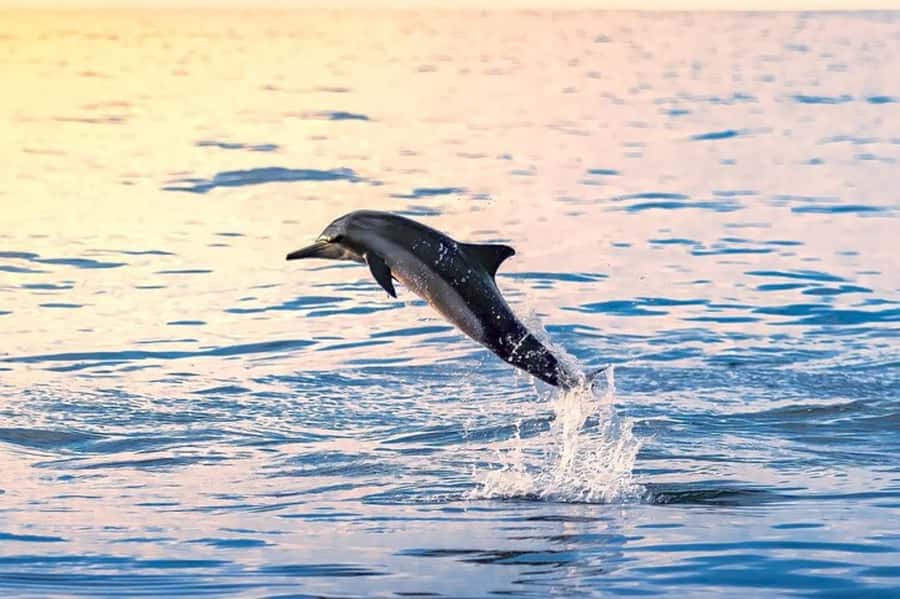 Muscat: Snorkeling and Dolphin Watching Tour - Key points to know before you book