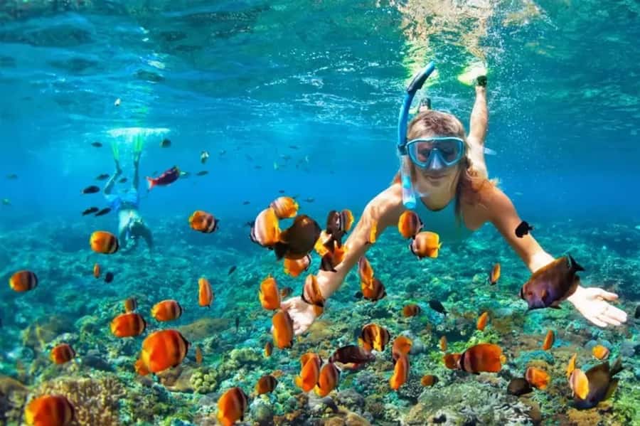 Muscat: Snorkeling and Dolphin Watching Tour - Setting out from Marina Bandar Al Rowdha