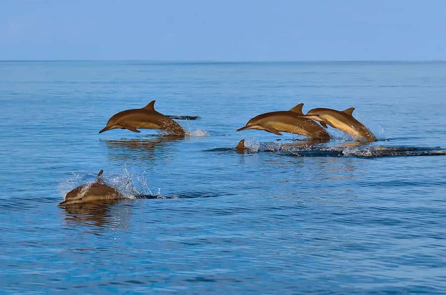 Muscat: Snorkeling and Dolphin Watching Tour - Getting into the water for snorkeling