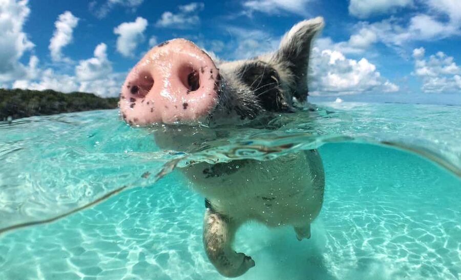 Nassau: 3-Island Snorkel Tour with Pigs, Beach Club, & Lunch - The essential points