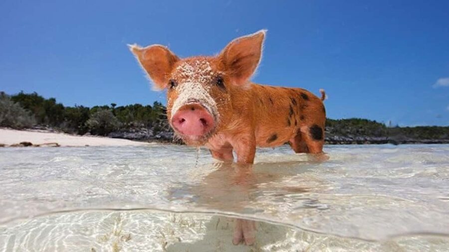 Nassau: 3-Island Snorkel Tour with Pigs, Beach Club, & Lunch - Who will enjoy this boat trip most