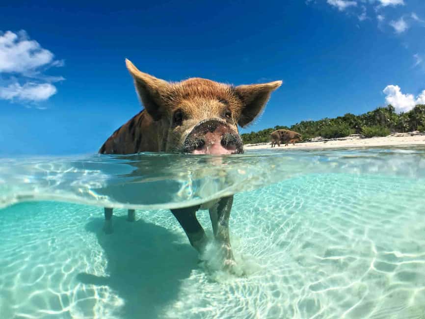 Nassau: 3-Island Snorkel Tour with Pigs, Beach Club, & Lunch - Boarding near Señor Frog’s or Paradise Island
