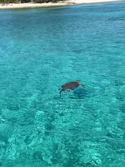Nassau: 3 Islands Boat w/ Swimming Pigs, Snorkeling & Turtle - Key points at a glance