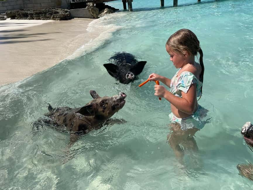Nassau: 3 Islands Boat w/ Swimming Pigs, Snorkeling & Turtle - What this Nassau boat trip is really like