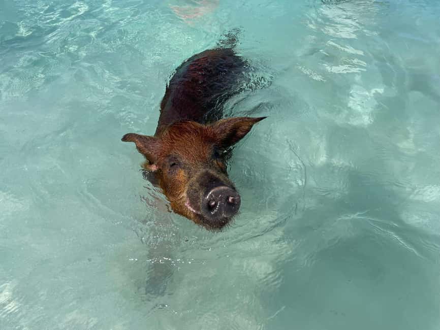 Nassau: 3 Islands Boat w/ Swimming Pigs, Snorkeling & Turtle - Rose Island and the famous swimming pigs