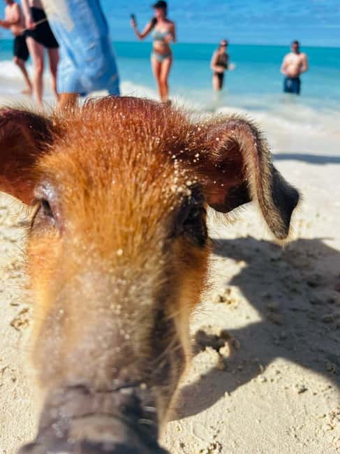 Nassau: 3 Islands Tour, Snorkel, Pig Beach, Turtles & Lunch - A speedboat sampler of the Nassau islands
