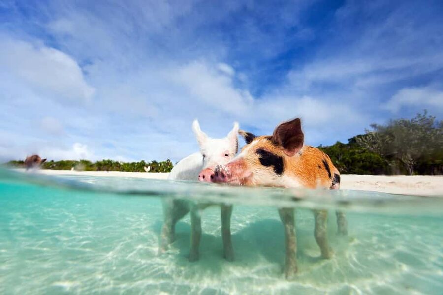 Nassau: 3 Islands Tour, Snorkel, Pig Beach, Turtles & Lunch - Rose Island: lunch, beach time, and the pigs