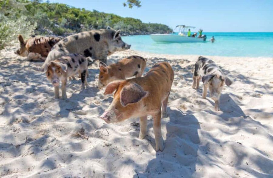 Nassau: 3 Islands Tour, Snorkel, Pig Beach, Turtles & Lunch - Lunch is convenient, local, and fairly basic
