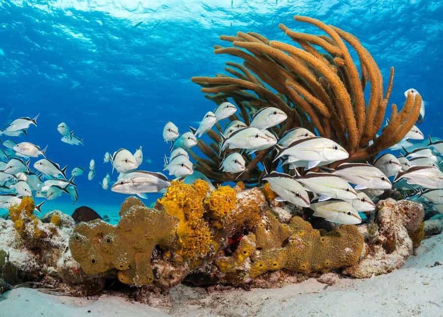 Nassau: 3 Islands Tour, Snorkel, Pig Beach, Turtles & Lunch - Who gets the best value from the $136 price