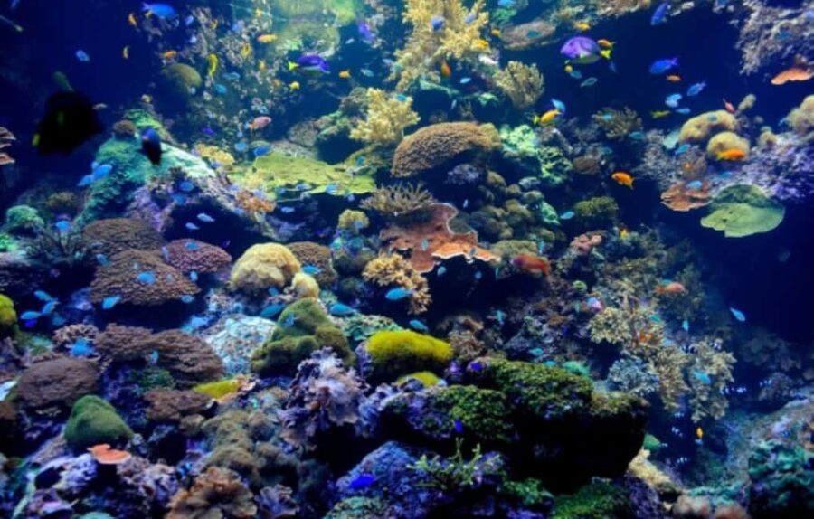 Nassau: Catamaran Sail and Snorkel Tour - At a glance