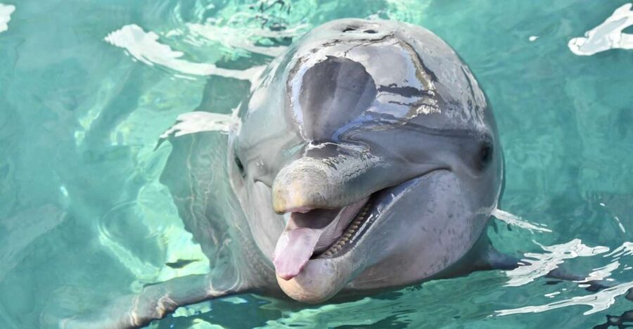 Nassau: Half-Day Guided Cay Cruise, Sea Life Watch & Snorkel - A fast island-hopping route from Nassau