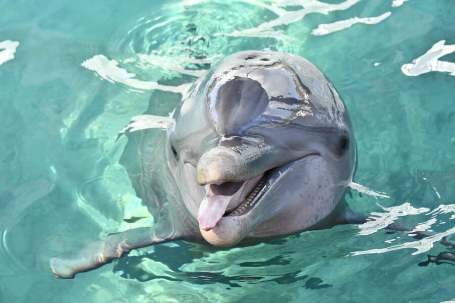 Nassau: Half-Day Guided Cay Cruise, Sea Life Watch & Snorkel - Blue Lagoon Island and its sea life stops