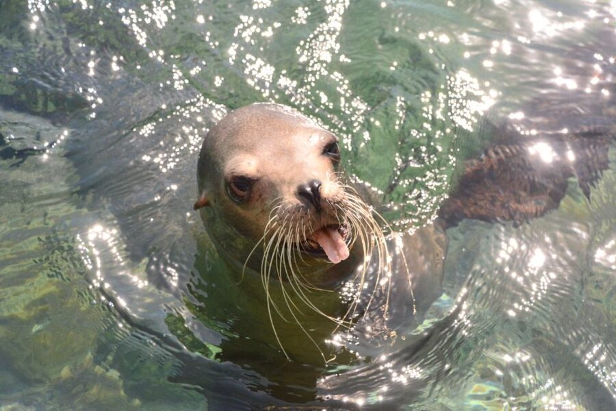 Nassau: Half-Day Guided Cay Cruise, Sea Life Watch & Snorkel - Pearl Island and the swimming pigs