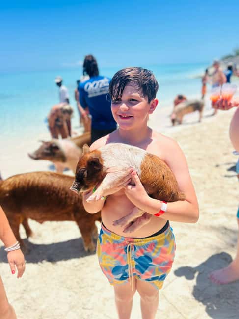 Nassau: Half-Day Swimming Pigs, Reef Snorkel & Beach Club - What the swimming pig visit is really like