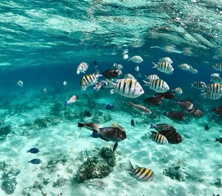 Nassau: Pigs, Snorkel, Turtles, Lunch, Private Beach Club - Is $139 a fair price?