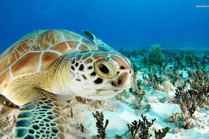 Nassau: Private Island & Snorkeling, Turtles, Drinks, & BBQ - A fast start from Nassau’s harbor