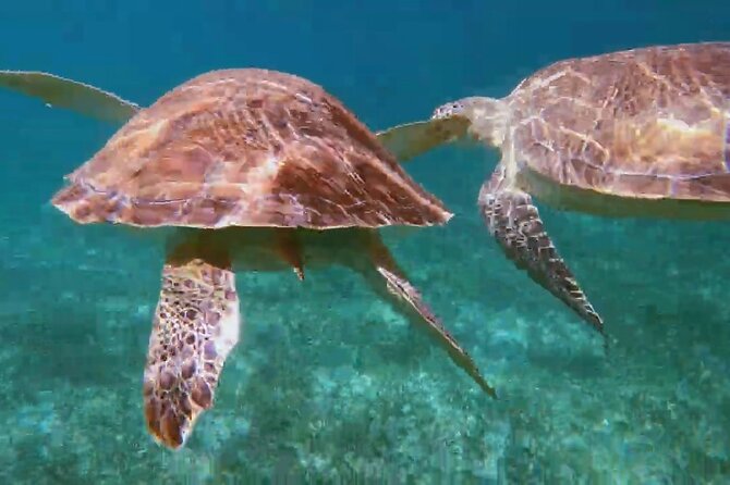 Nassau: Private Island & Snorkeling, Turtles, Drinks, & BBQ - What the crew adds to the day