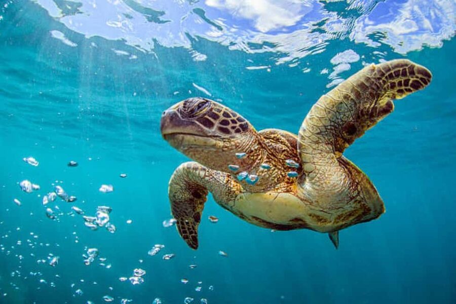 Nassau: Private Island & Snorkeling, Turtles, Drinks, & BBQ - What to pack and what to leave behind