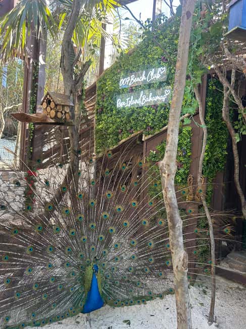 Nassau: Reef Snorkeling, Turtles, Lunch & Private Beach Club - How the timing affects the value