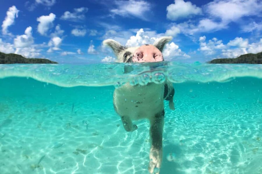 Nassau: Rose 3-Island Tour with Snorkeling and Lunch - Key points to know before you book